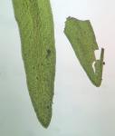 Ptychomitrium incurvum (Schwägr.) Spruce 