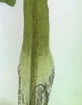 Ptychomitrium incurvum (Schwägr.) Spruce 