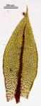 Ptychostomum pseudotriquetrum (Hedw.) J.R. Spence & H.P. Ramsay ex Holyoak & N. Pedersen