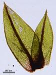 Ptychostomum pseudotriquetrum (Hedw.) J.R. Spence & H.P. Ramsay ex Holyoak & N. Pedersen