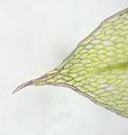 Ptychostomum pseudotriquetrum (Hedw.) J.R. Spence & H.P. Ramsay ex Holyoak & N. Pedersen