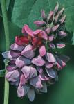 Pueraria montana (Loureiro) Merritt var. lobata (Willd.) Maesen & S. Almeida