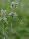 Pycnanthemum clinopodioides Torr. & Gray