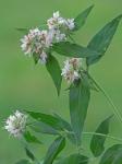 Pycnanthemum clinopodioides Torr. & Gray