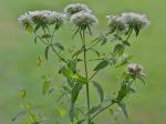 Pycnanthemum flexuosum (Walt.) B.S.P.