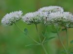 Pycnanthemum flexuosum (Walt.) B.S.P.
