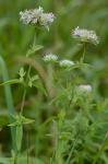 Pycnanthemum flexuosum (Walt.) B.S.P.