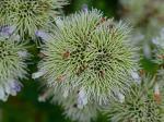 Pycnanthemum flexuosum (Walt.) B.S.P.