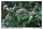 Pycnanthemum incanum (L.) Michx. var. incanum