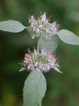 Pycnanthemum incanum (L.) Michx. var. incanum