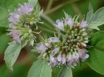 Pycnanthemum incanum (L.) Michx. var. incanum