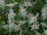 Pycnanthemum incanum (L.) Michx. var. incanum
