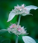 Pycnanthemum incanum complex