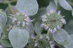 Pycnanthemum muticum (Michx.) Pers.