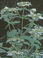 Pycnanthemum muticum (Michx.) Pers.