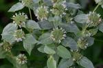 Pycnanthemum muticum (Michx.) Pers.