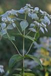 Pycnanthemum muticum (Michx.) Pers.