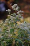 Pycnanthemum muticum (Michx.) Pers.
