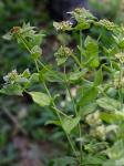 Pycnanthemum setosum Nutt.