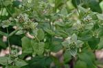 Pycnanthemum setosum Nutt.