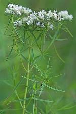 Pycnanthemum tenuifolium Schrad.