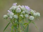 Pycnanthemum tenuifolium Schrad.