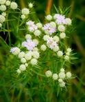 Pycnanthemum tenuifolium Schrad.
