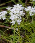 Pycnanthemum tenuifolium Schrad.