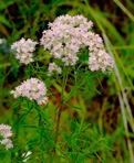Pycnanthemum tenuifolium Schrad.
