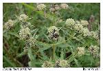 Pycnanthemum torreyi Benth.
