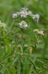 Pycnanthemum torreyi Benth.