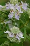 Pycnanthemum torreyi Benth.