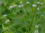 Pycnanthemum torreyi Benth.