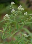 Pycnanthemum torreyi Benth.