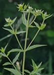 Pycnanthemum verticillatum (Michx.) Pers.