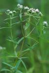 Pycnanthemum verticillatum (Michx.) Pers.