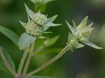 Pycnanthemum verticillatum (Michx.) Pers.