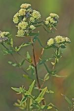 Pycnanthemum virginianum (L.) T. Dur. & B.D. Jackson ex B.L. Robins. & Fern.