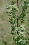 Pycnanthemum virginianum (L.) T. Dur. & B.D. Jackson ex B.L. Robins. & Fern.