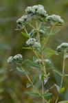 Pycnanthemum virginianum (L.) T. Dur. & B.D. Jackson ex B.L. Robins. & Fern.