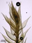 Pylaisia condensata (Mitt.) A. Jaeger