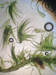 Pylaisia intricata (Hedw.) Schimp.