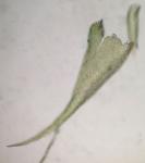 Pylaisia intricata (Hedw.) Schimp.