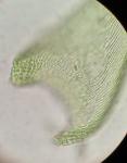 Pylaisia intricata (Hedw.) Schimp.