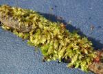 Pylaisia intricata (Hedw.) Schimp.