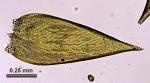 Pylaisia intricata (Hedw.) Schimp.