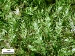 Pylaisia polyantha (Hedw.) Schimp.