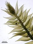 Pylaisia polyantha (Hedw.) Schimp.
