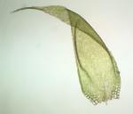 Pylaisiadelpha tenuirostris (Bruch & Schimp. ex Sull.) W.R. Buck
