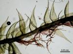 Pylaisiadelpha tenuirostris (Bruch & Schimp. ex Sull.) W.R. Buck